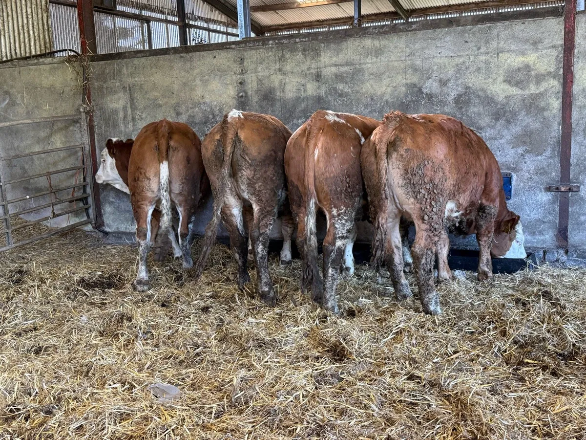 Sim heifers for Gort Mart tomorrow Thurs 30th - Image 1