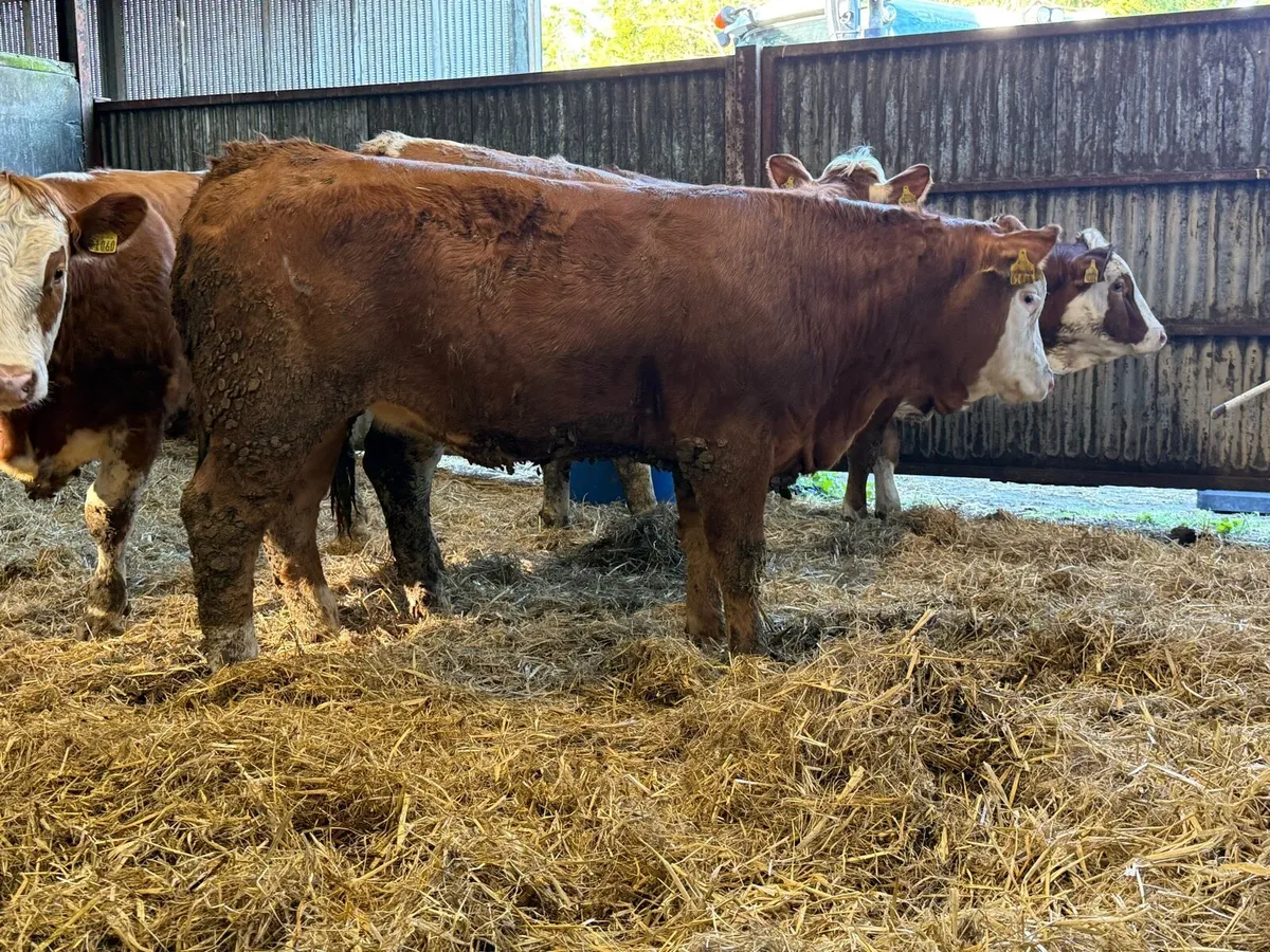 Sim heifers for Gort Mart tomorrow Thurs 30th - Image 2