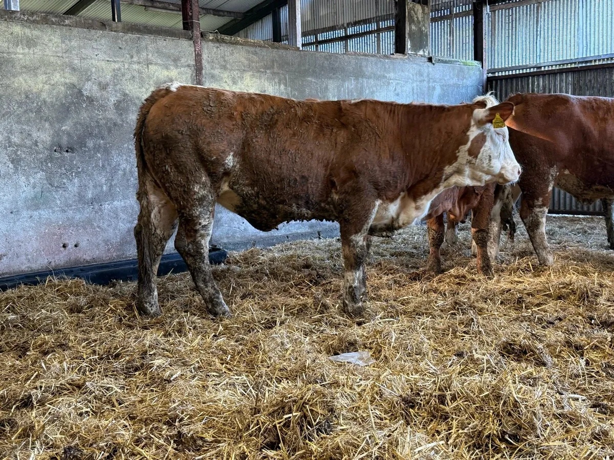 Sim heifers for Gort Mart tomorrow Thurs 30th - Image 4