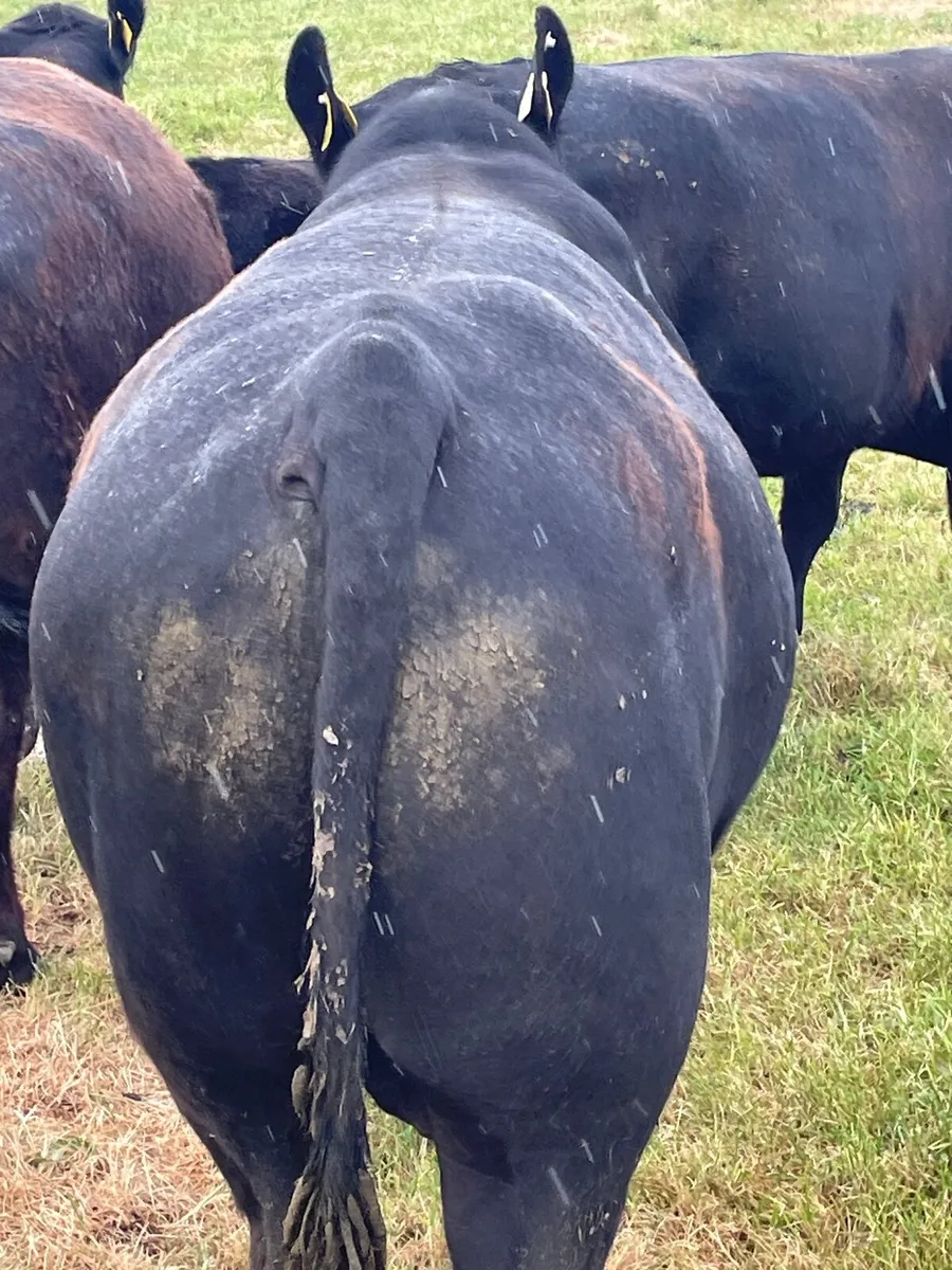 Aberdeen Angus Bull - Image 2