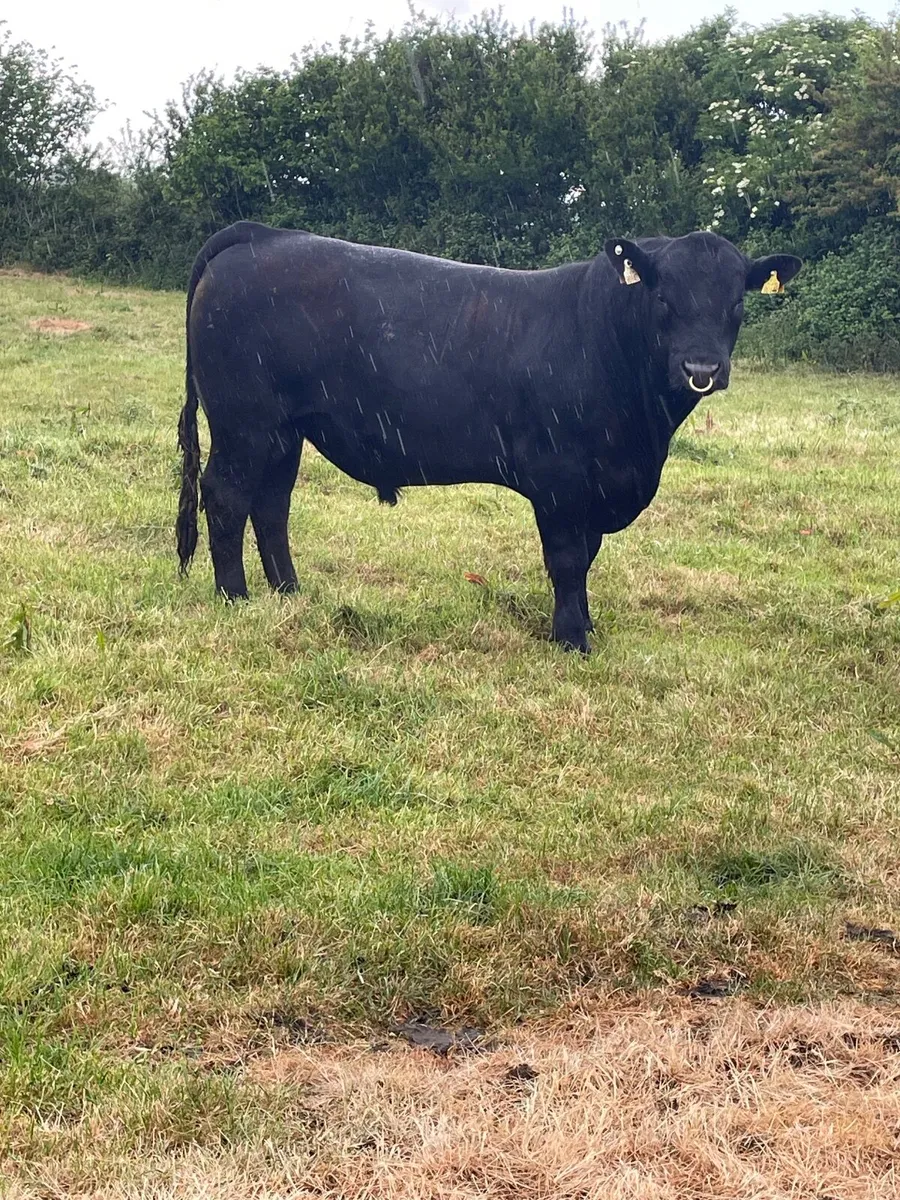 Aberdeen Angus Bull - Image 1