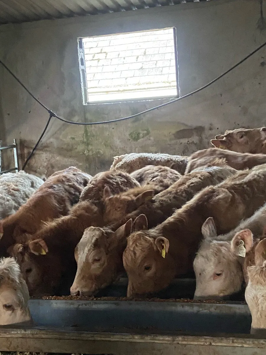 ⭐️15super weanlings heifers⭐️ - Image 1