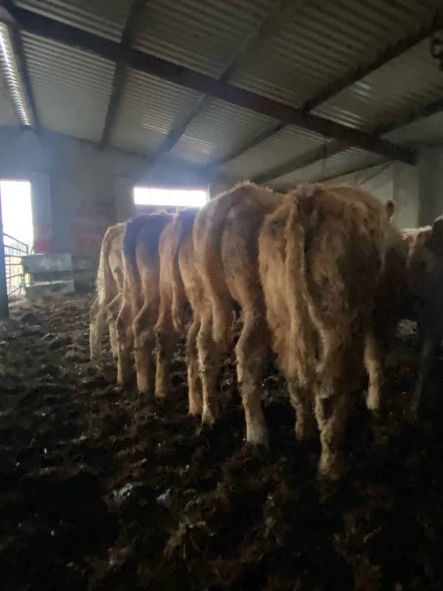 ⭐️15super weanlings heifers⭐️ - Image 2