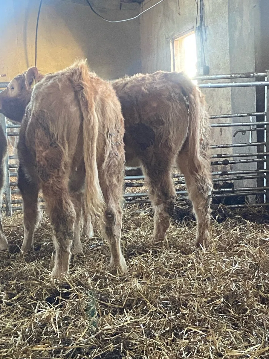 ⭐️15super weanlings heifers⭐️ - Image 3