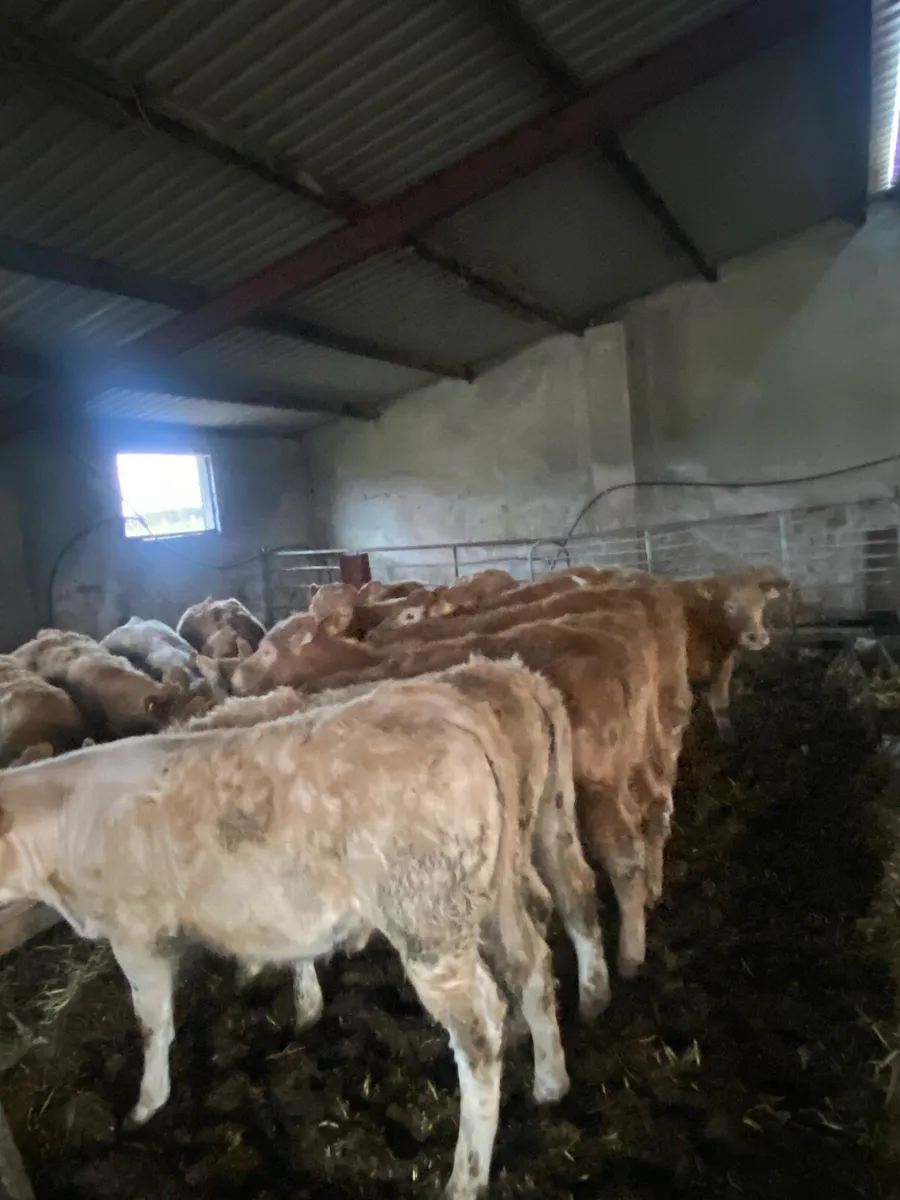 ⭐️15super weanlings heifers⭐️ - Image 4