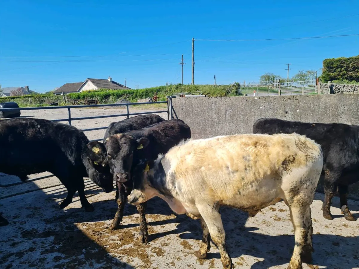 AA, BB, FR BULLS - Image 3