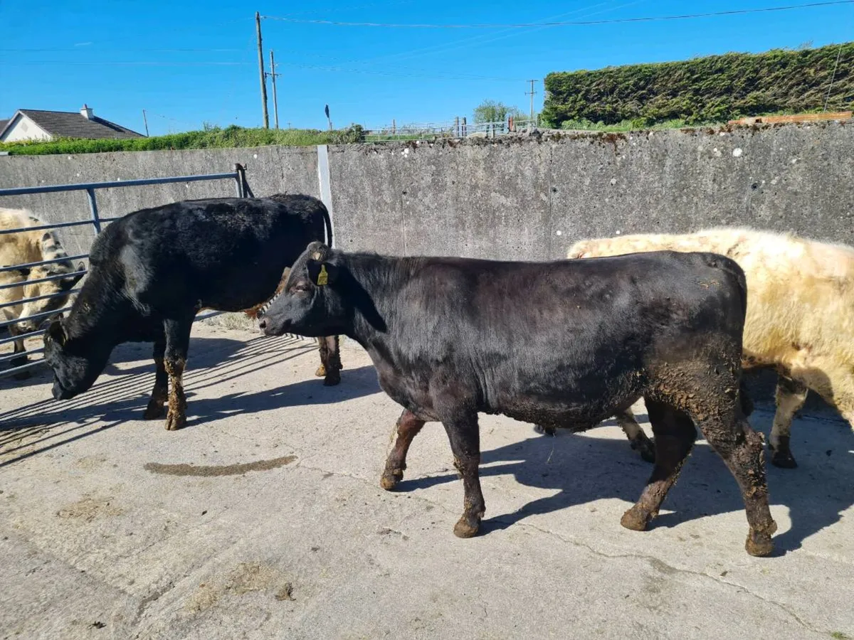 AA, BB, FR BULLS - Image 4