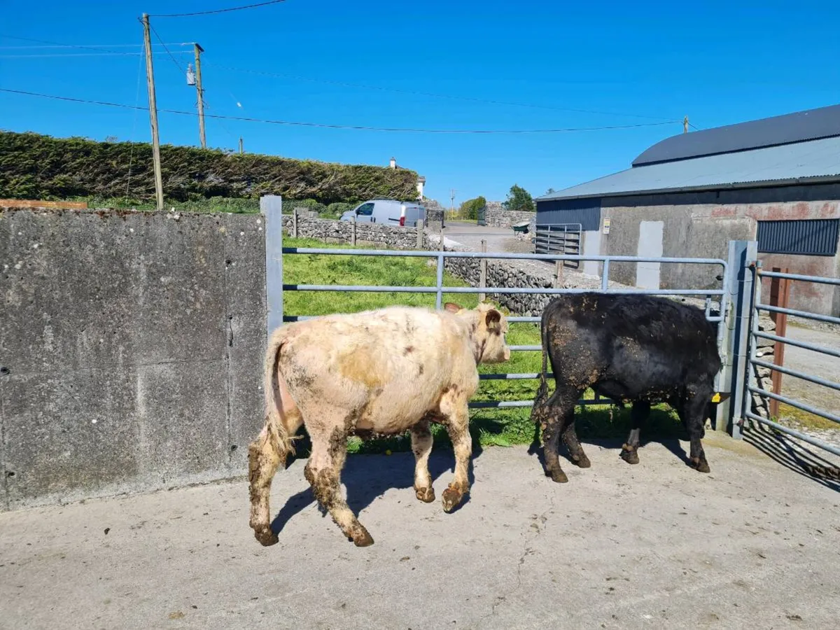 AA, BB, FR BULLS - Image 1