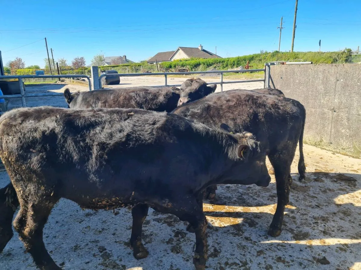 AA, BB, FR BULLS - Image 2