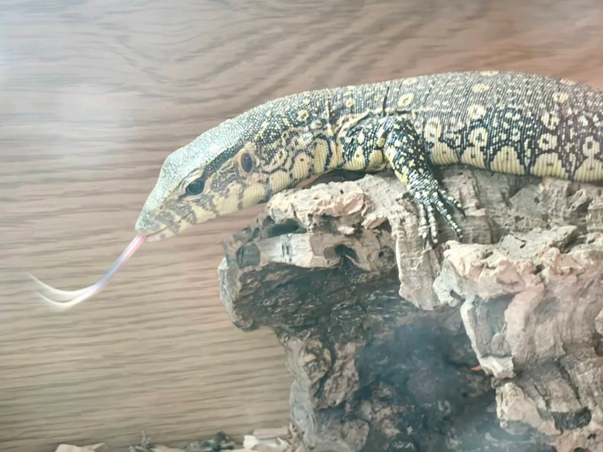 CB Ornate monitor Juvenile - Image 1