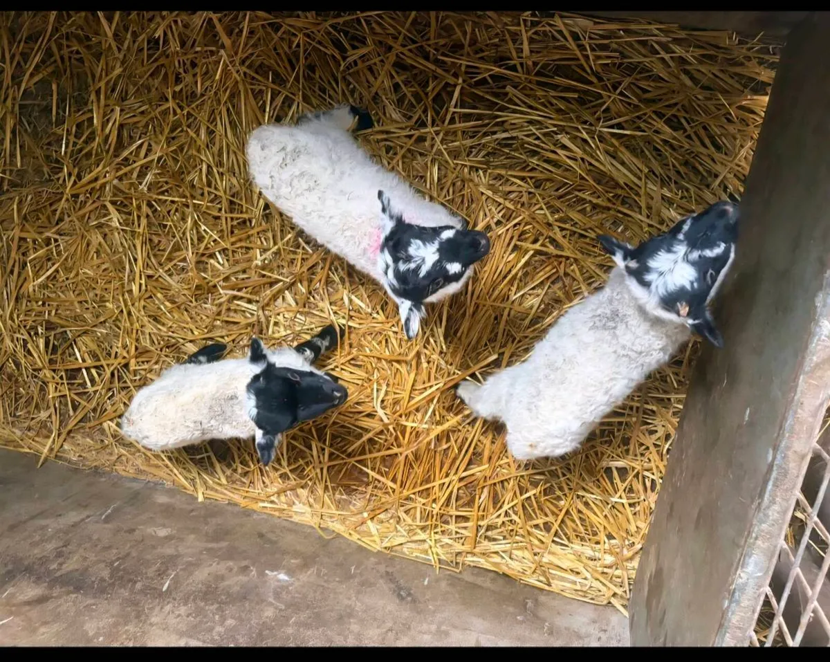Pet Lambs For Sale - Image 3