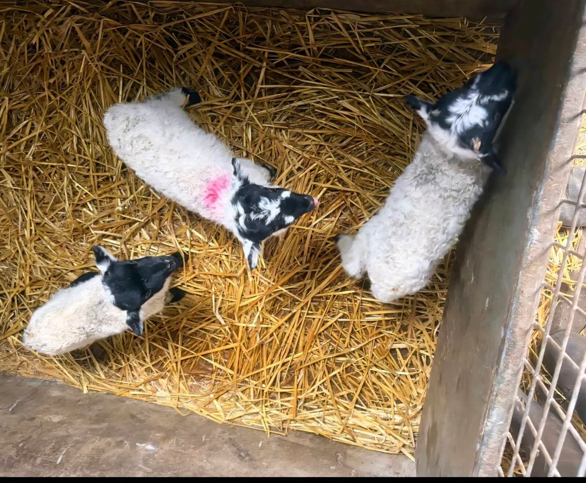 Pet Lambs For Sale - Image 4