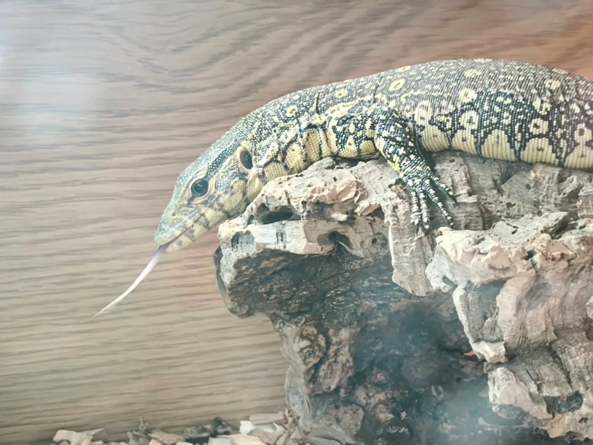CB Ornate monitor Juvenile - Image 2