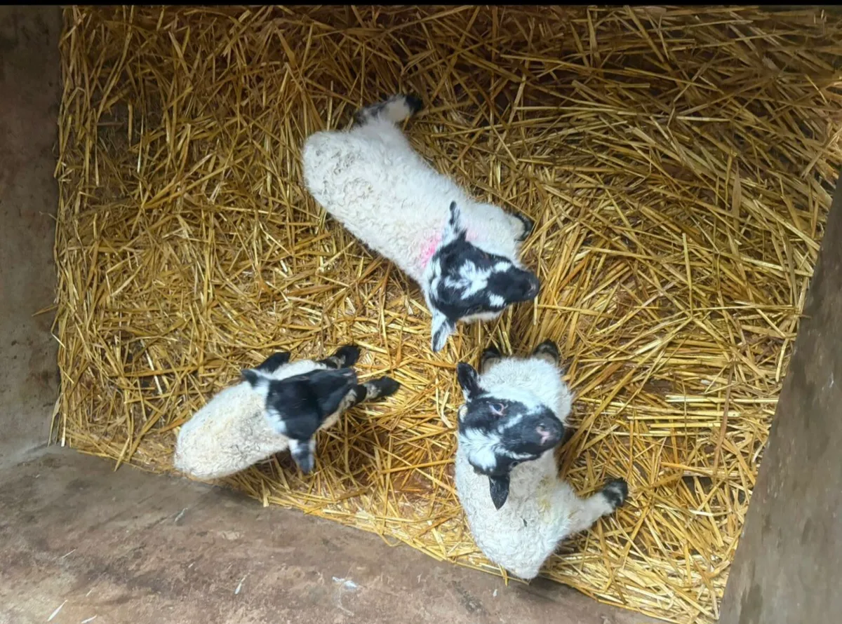 Pet Lambs For Sale - Image 1