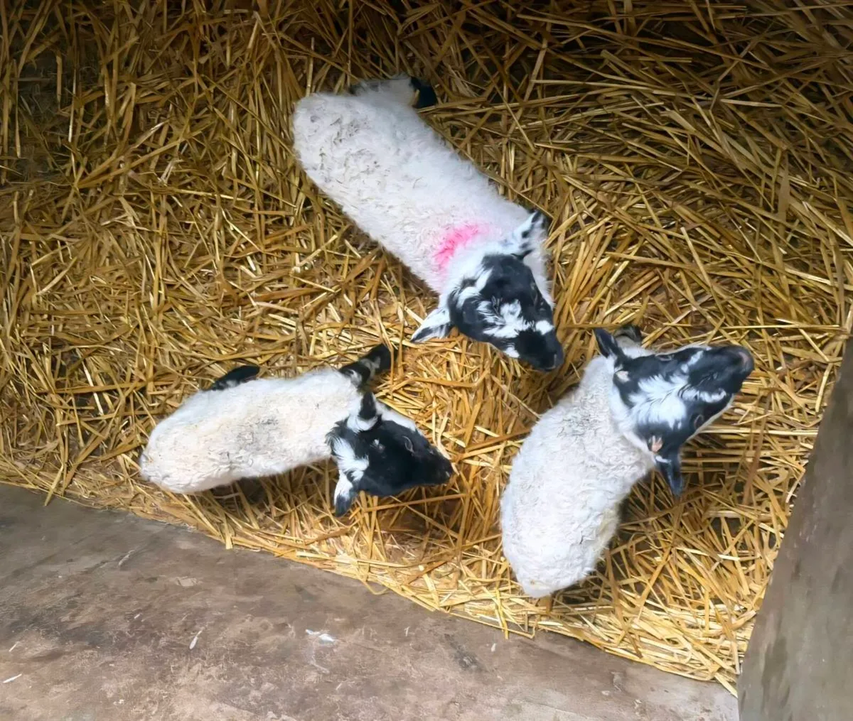 Pet Lambs For Sale - Image 2