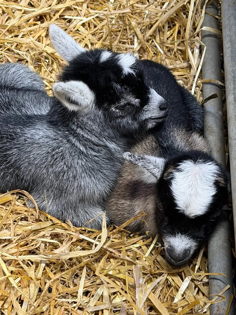 Pygmy kids - Image 1