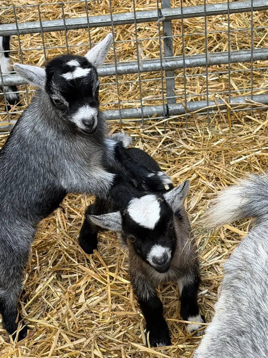 Pygmy kids - Image 2