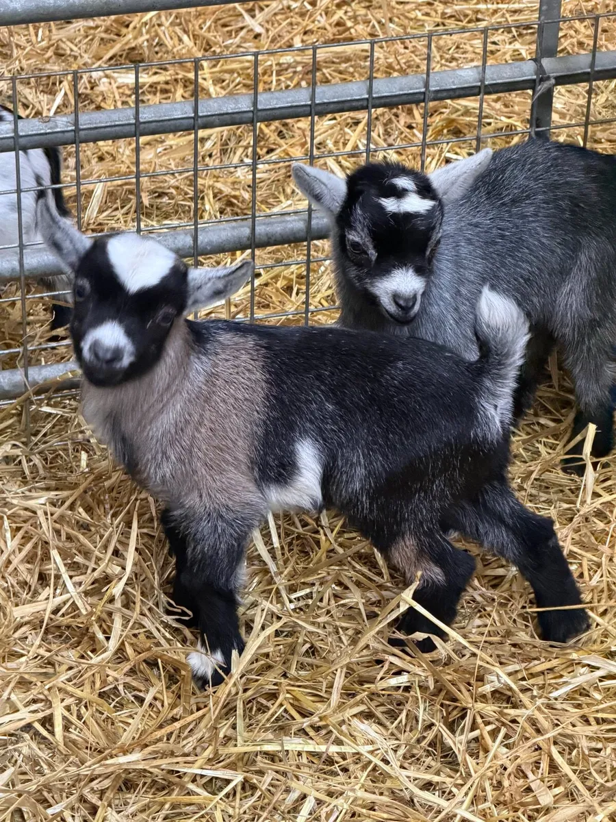 Pygmy kids - Image 3