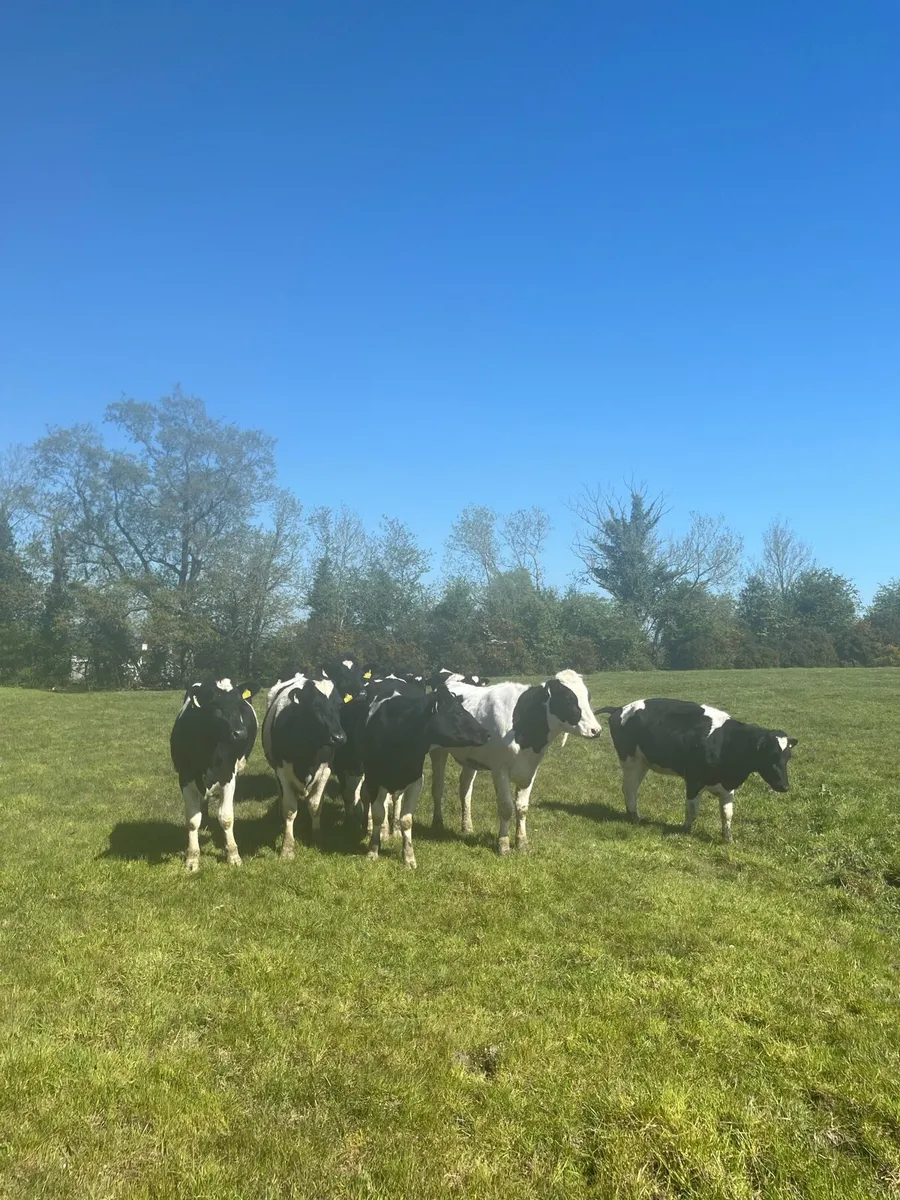 12x Holstein Friesian Heifers. 2yrs old. - Image 2