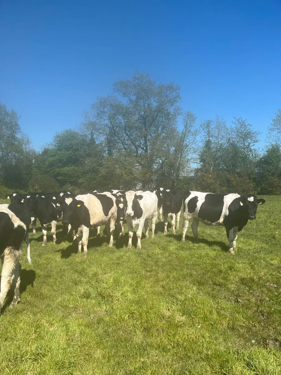 12x Holstein Friesian Heifers. 2yrs old. - Image 1