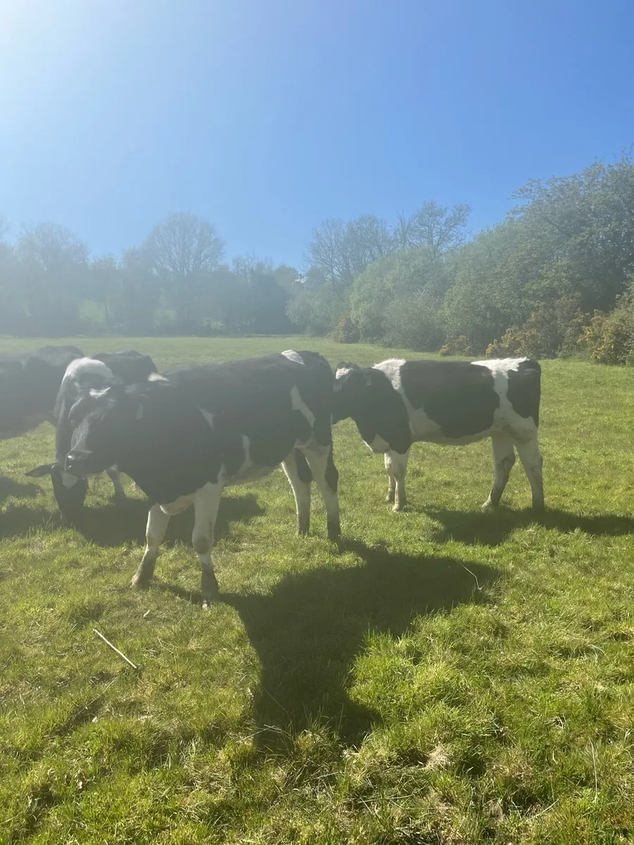 12x Holstein Friesian Heifers. 2yrs old. - Image 4