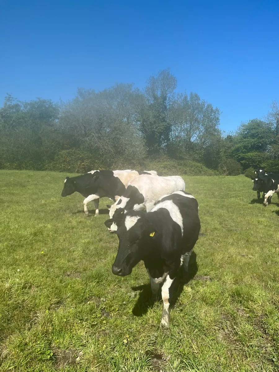 12x Holstein Friesian Heifers. 2yrs old. - Image 3