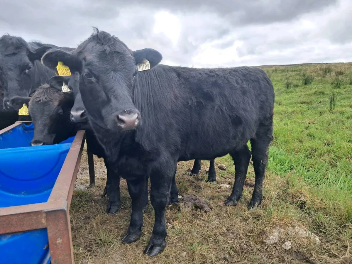 Dexter Heifers - Image 3