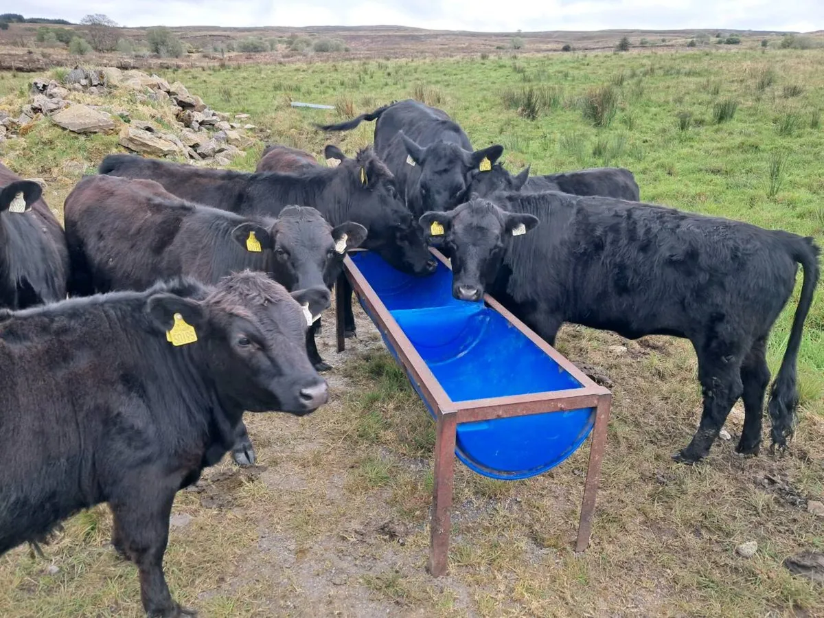 Dexter Heifers - Image 2