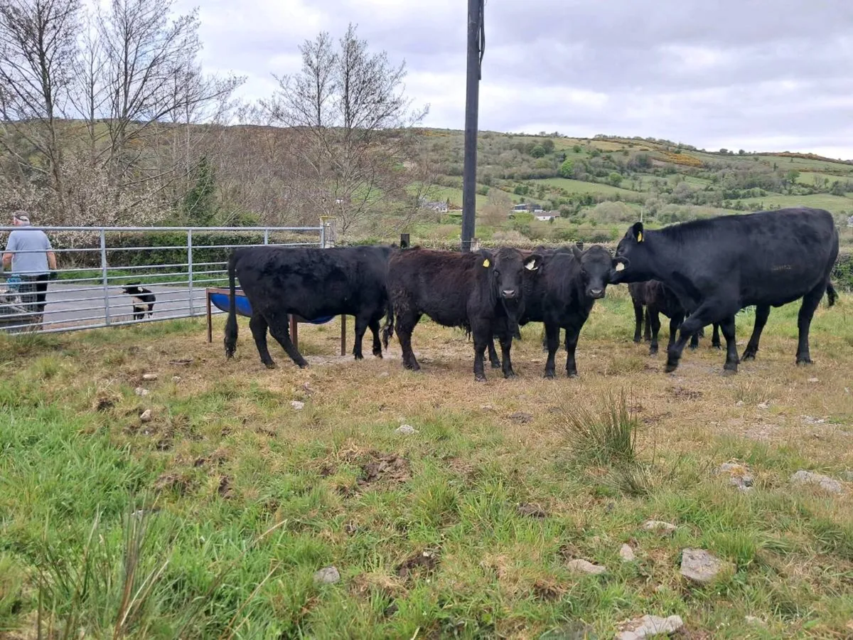 Dexter Heifers - Image 1