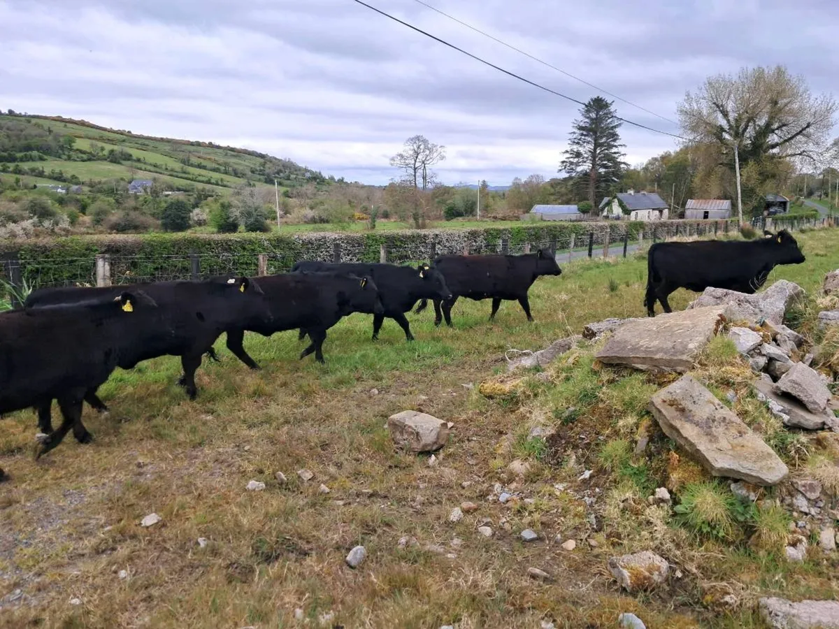 Dexter Heifers - Image 4