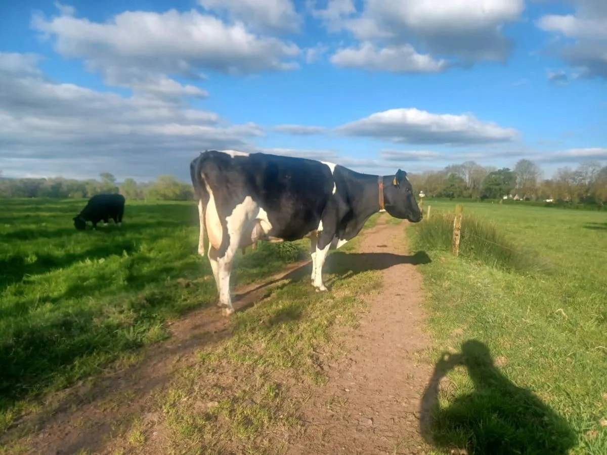 Pedigree cows - Image 2