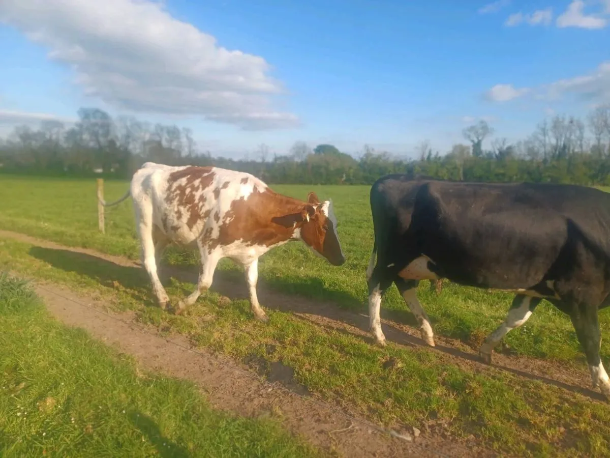 Pedigree cows - Image 3