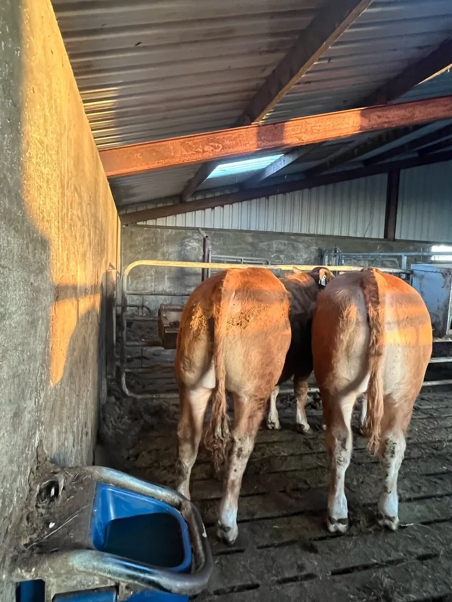 Bull weanlings - Image 2