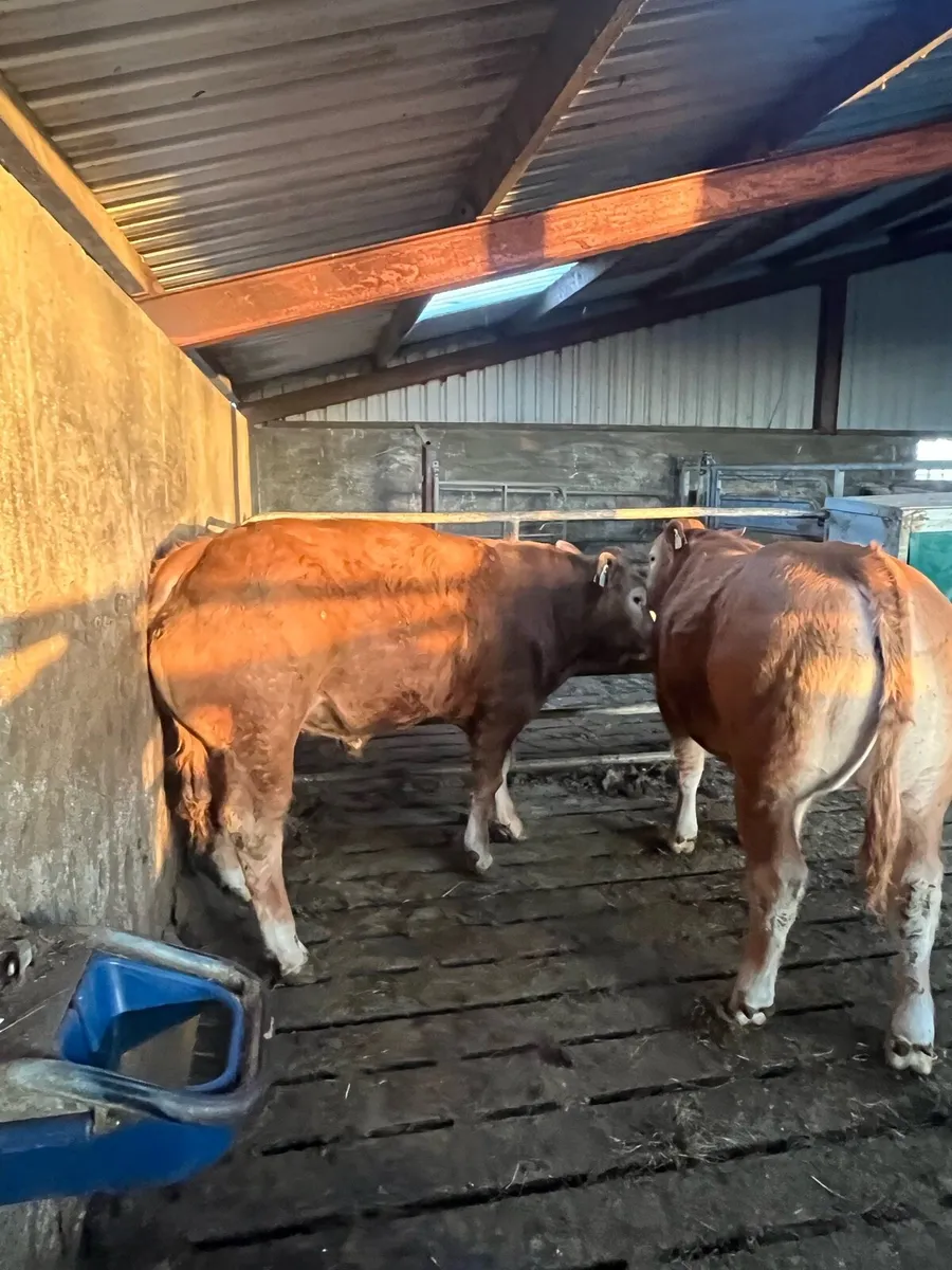 Bull weanlings - Image 4