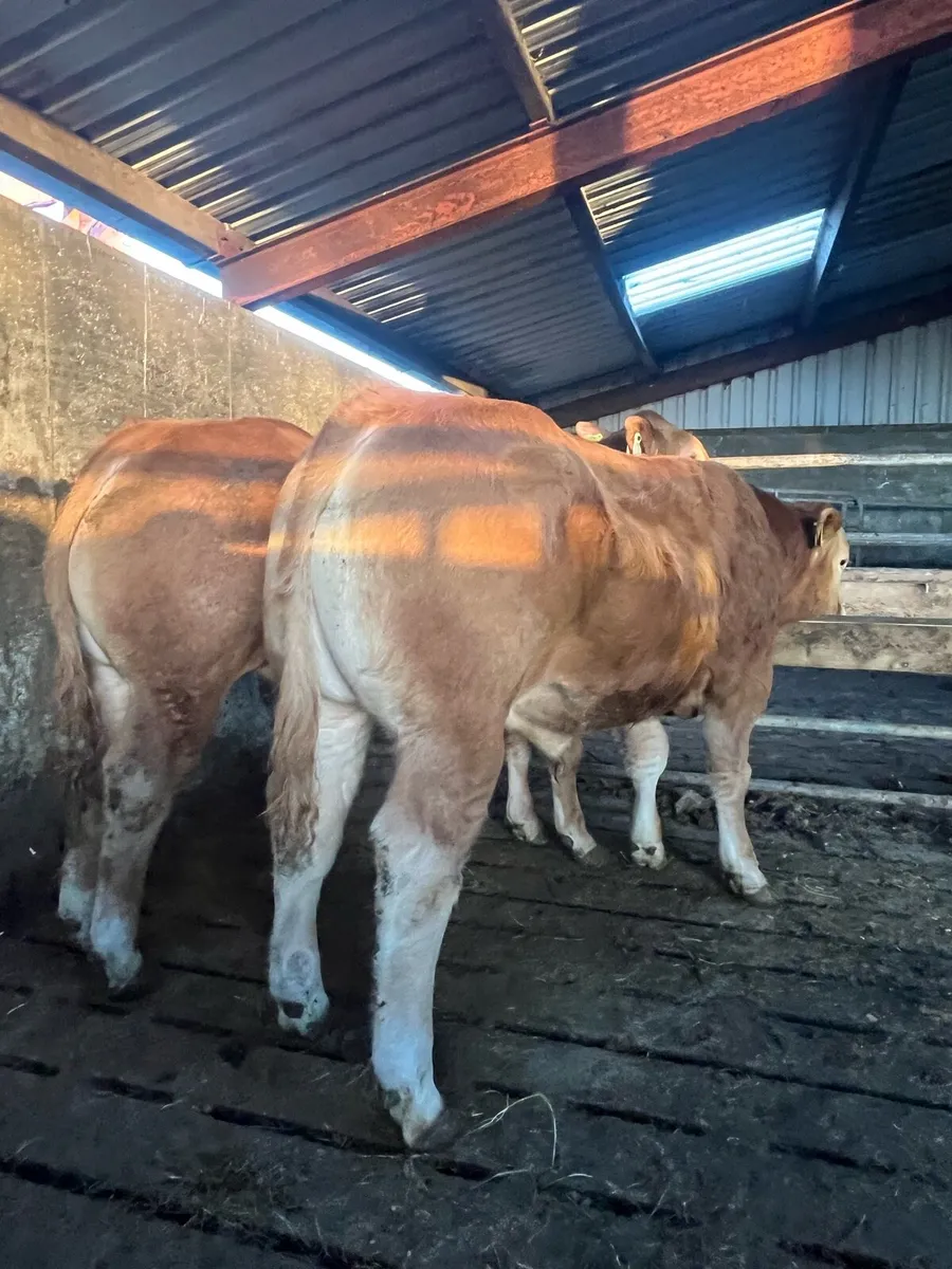Bull weanlings - Image 1