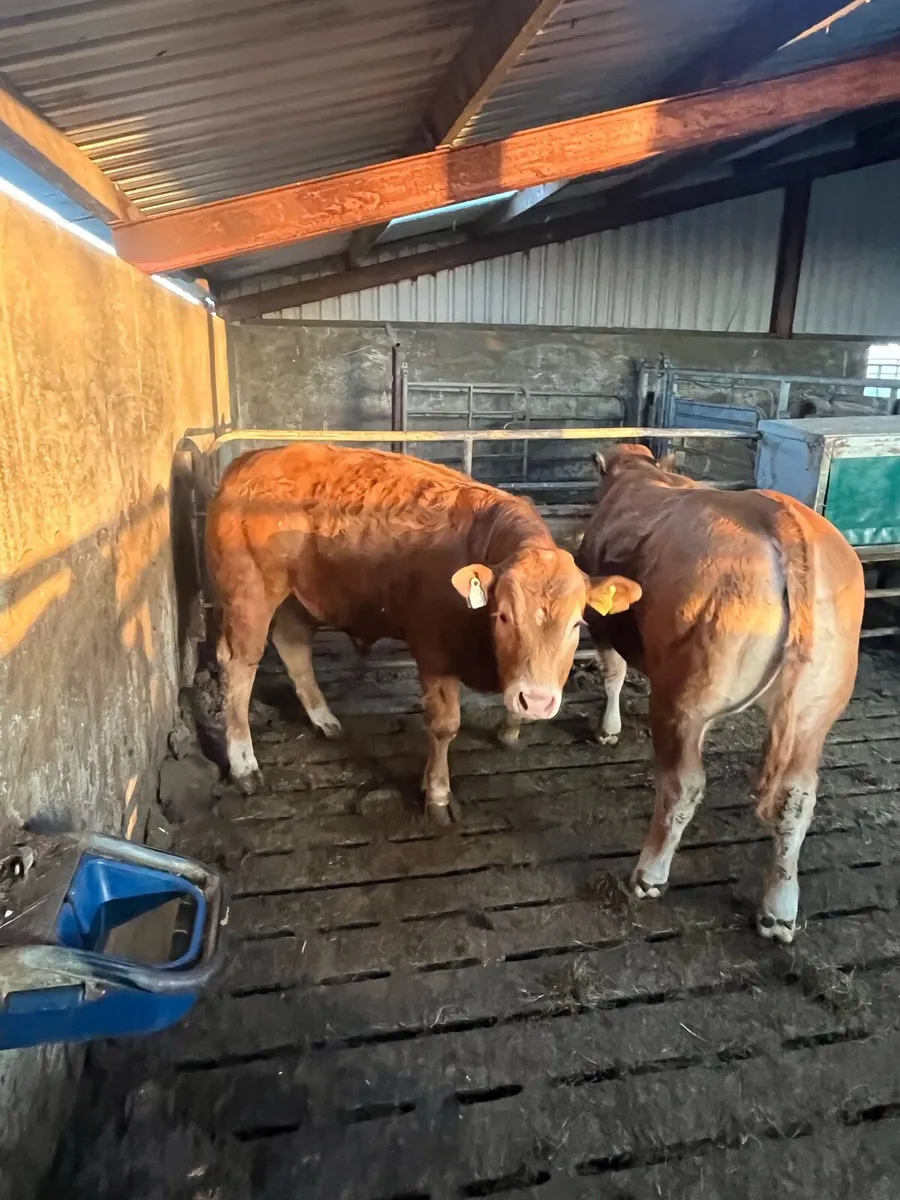 Bull weanlings - Image 3