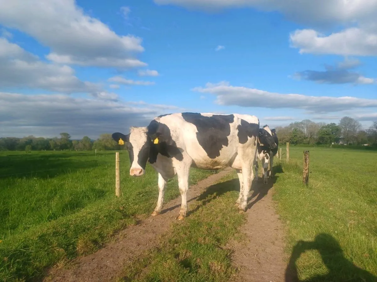Pedigree cows - Image 4