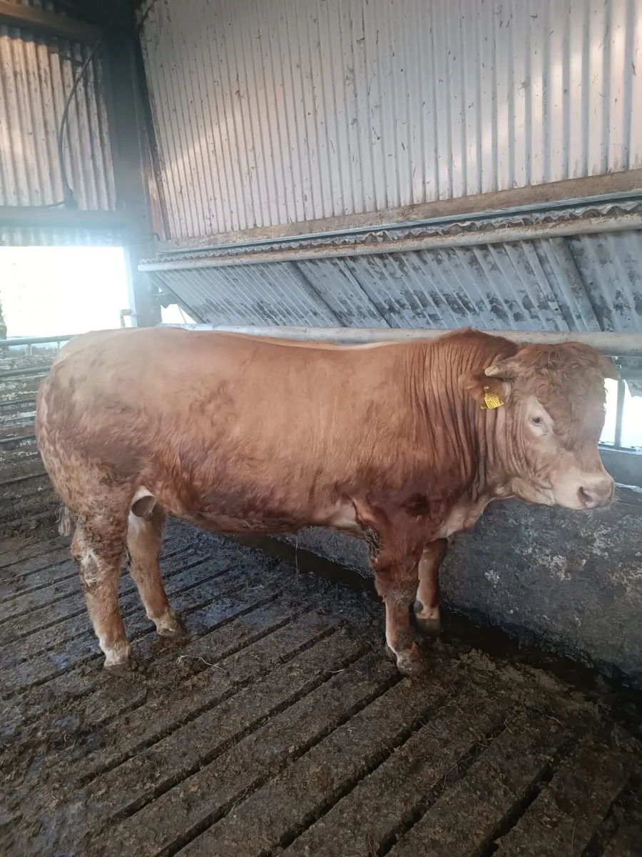 Pedigree Limousine - Image 1