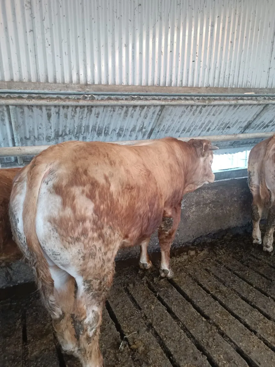 Pedigree Limousine - Image 2