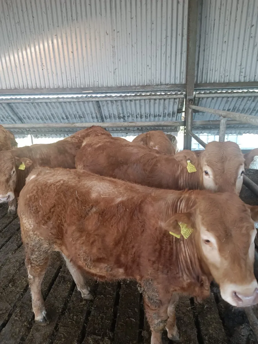 Pedigree Limousine - Image 3