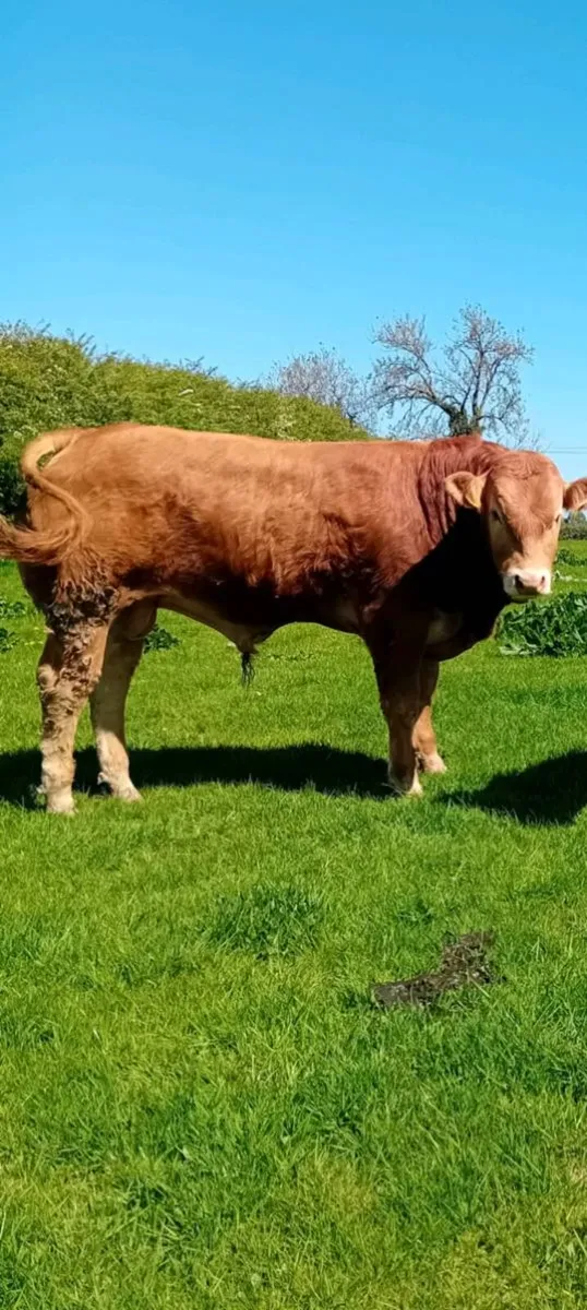 Pedigree limousin bulls 5 star - Image 3