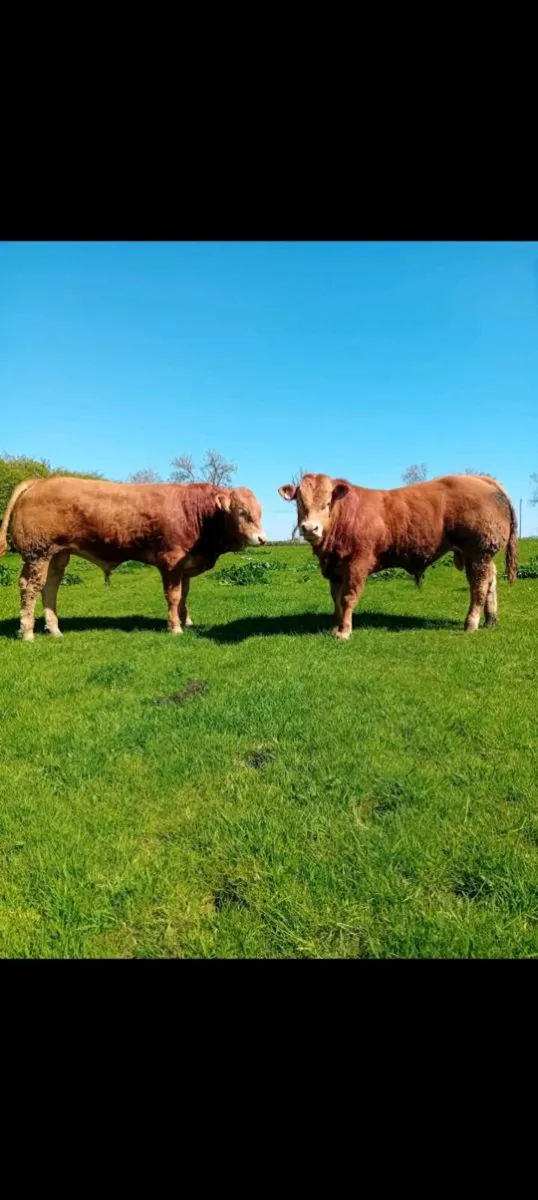 Pedigree limousin bulls 5 star - Image 4