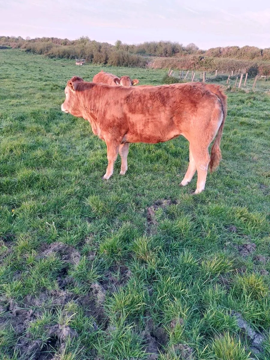 ⭐️⭐️ 6 heifers for Ennis mart Tuesday 5th may ⭐️⭐️ - Image 4