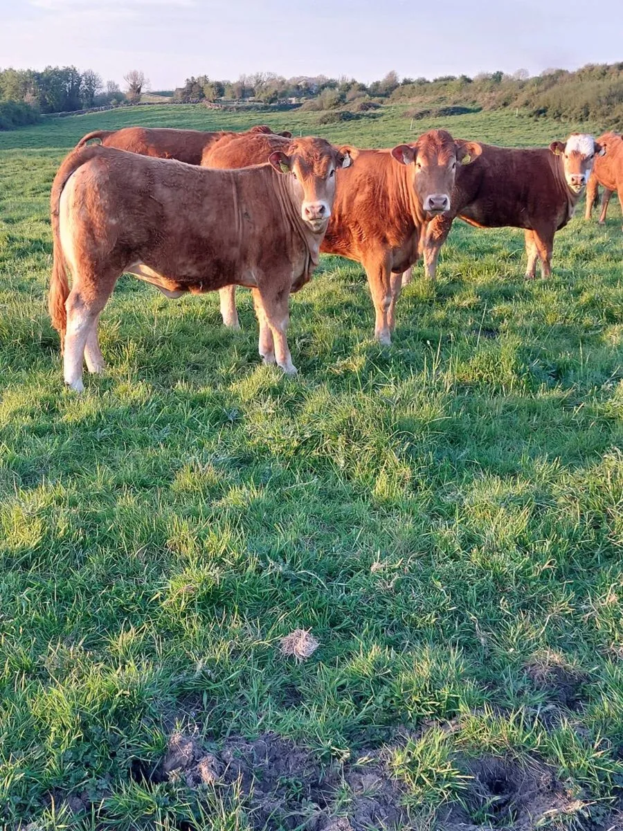⭐️⭐️ 6 heifers for Ennis mart Tuesday 5th may ⭐️⭐️ - Image 1