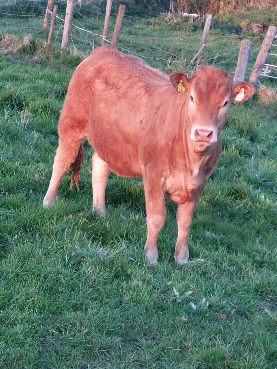 ⭐️⭐️ 6 heifers for Ennis mart Tuesday 5th may ⭐️⭐️ - Image 2