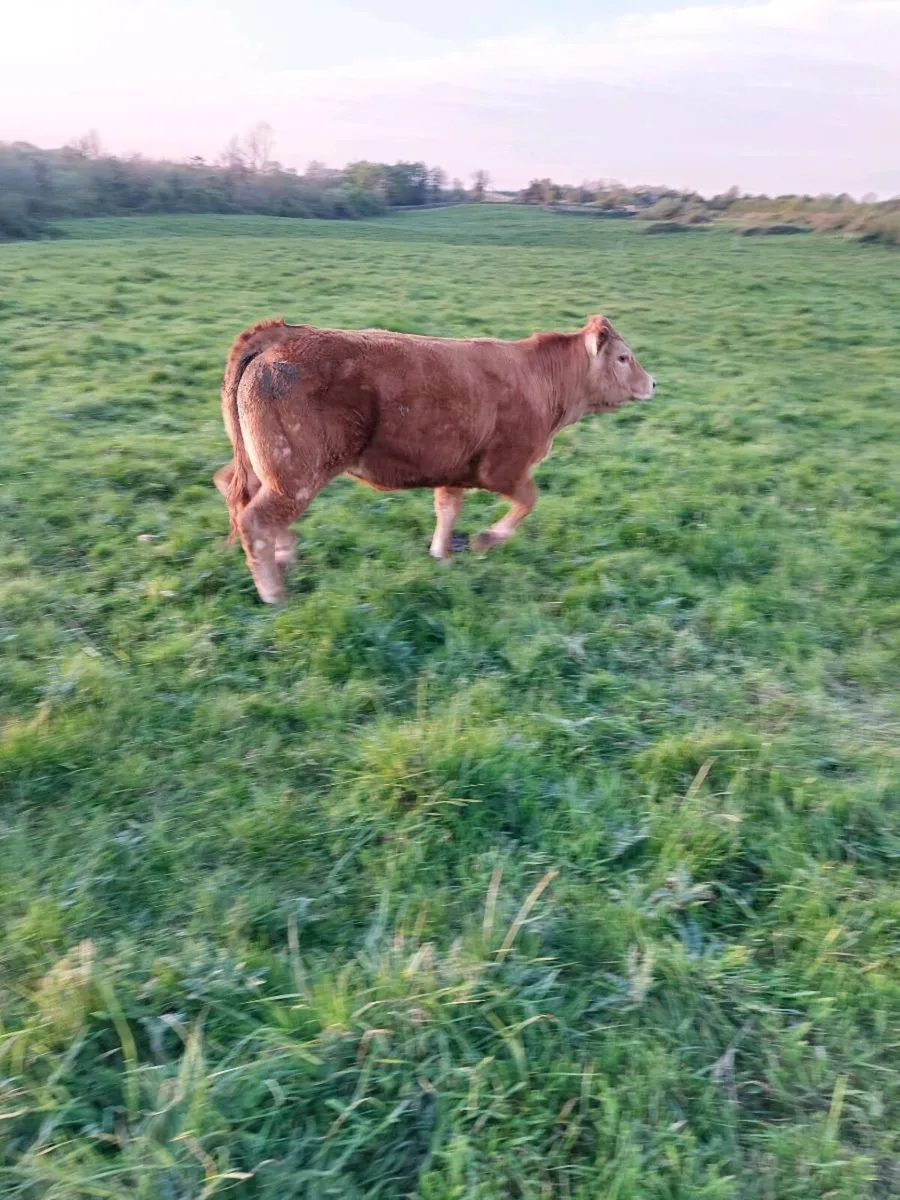 ⭐️⭐️ 6 heifers for Ennis mart Tuesday 5th may ⭐️⭐️ - Image 3