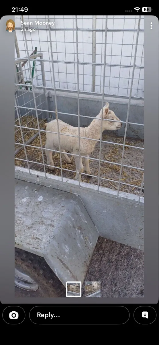 Foster ewe lamb - Image 2