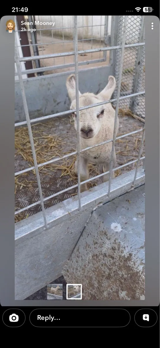 Foster ewe lamb - Image 1