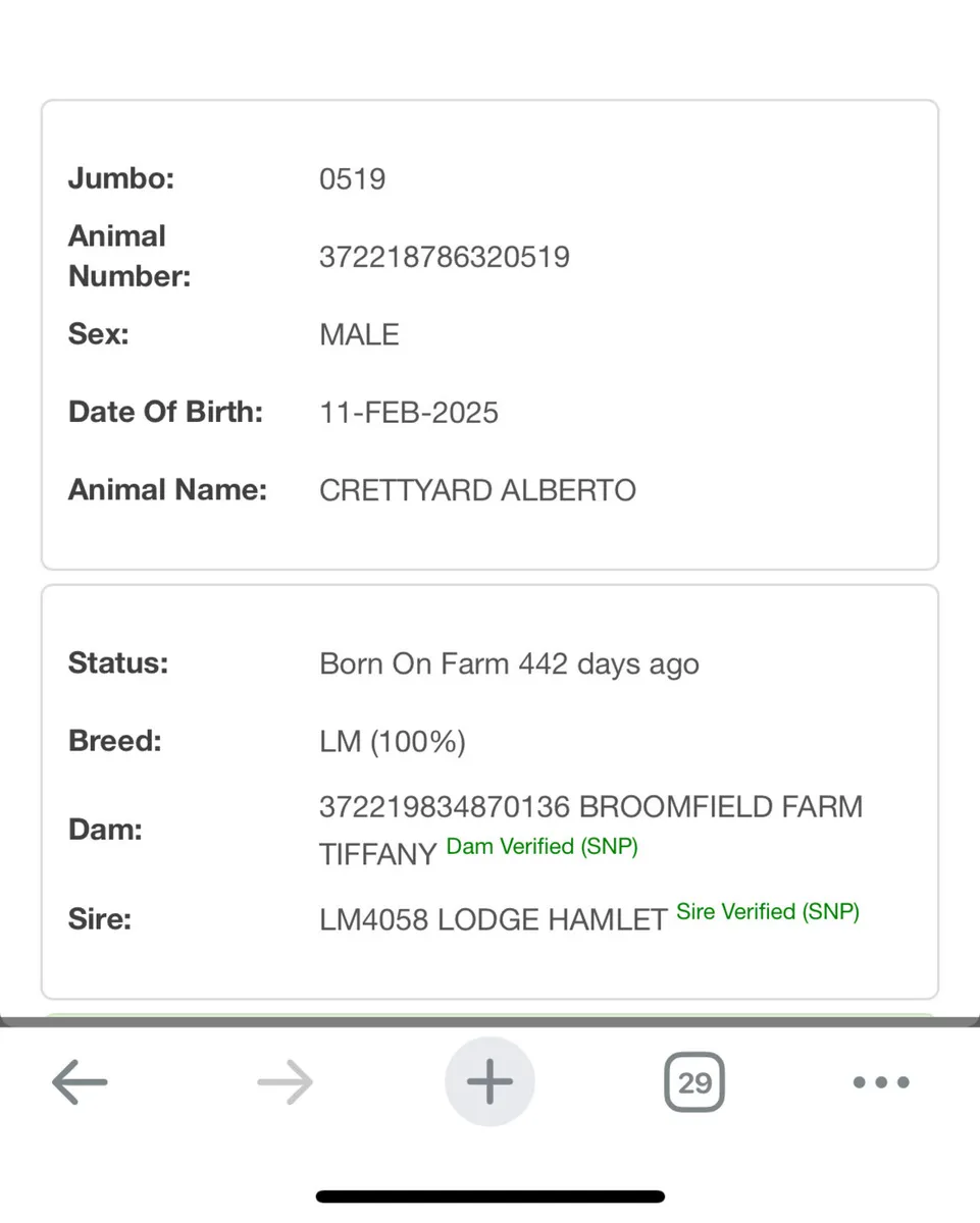 Limousine bull - Image 4