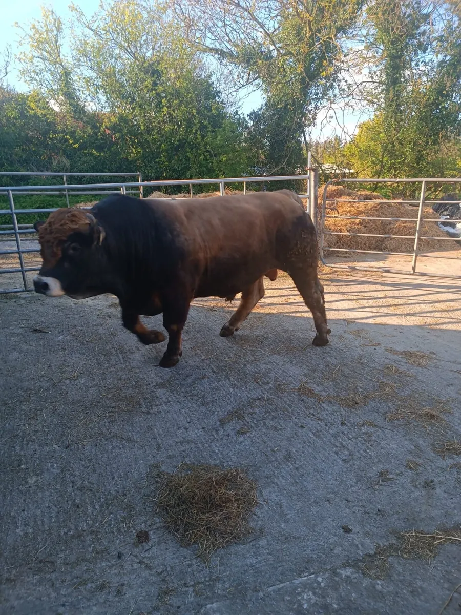 Purebred Aubrac Bulls - Image 2